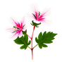 ägyptische Rosengeranie