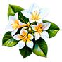 ägyptischer Jasmin