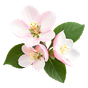 Apfelblüte