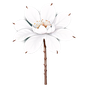 Baumwollblüte
