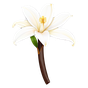 Bourbon-Vanille Orpur®