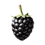 Brombeere