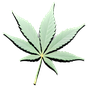 Cannabis