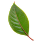 Ceylon-Zimtblatt