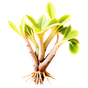 Cypriol