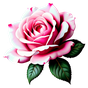 Damaszener-Rose Absolue Orpur®