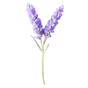 Echter Lavendel