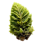 Eichenmoos Absolue