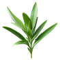 Estragon