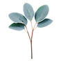 Eukalyptus