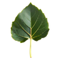 Feigenblatt