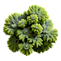 Flechte