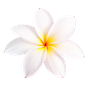 Frangipani