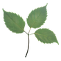 Geißblatt