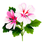 Gernaie