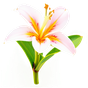 Gewürznelkenblüte