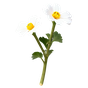 Glockenblume