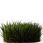 Gras
