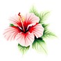 Hibiskus
