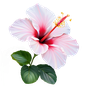 Hibiskusnektar