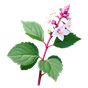 Hyazinthe