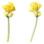 Immortelle