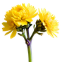 Immortelle Absolue