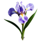 Iris Absolue