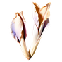 Iriswurzel