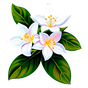 Jasmin-Sambac