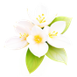 Jasmin-Sambac Absolue