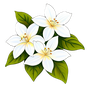 Jasmin
