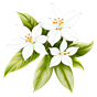 Jasminum grandiflorum
