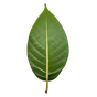 Kakaoblatt