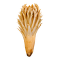 Kalmus