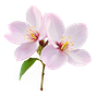 Kirschblüte