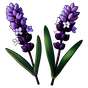 Lavendel