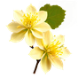Linde