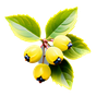Litsea cubeba