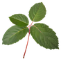 Lorbeerblatt