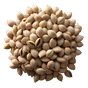 Möhrensamen