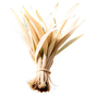 Madagaskar-Vetiver