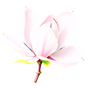 Magnolie