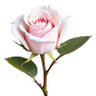 Mairose