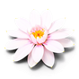 Mandelblüte