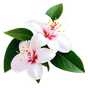 Mangoblüte