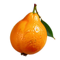 Marokkanisches Orangenblüten-Absolue