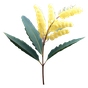 Mimose