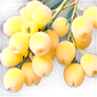 Mimose Absolue