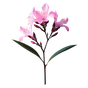 Oleander